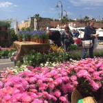 che fiori mettere in barca