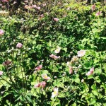 Anemoni del Giappone rosa che fioriscono a settembre