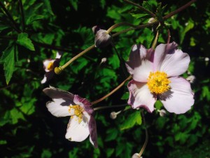 Anemone del Giappone Max Vogel, particolare del fiore