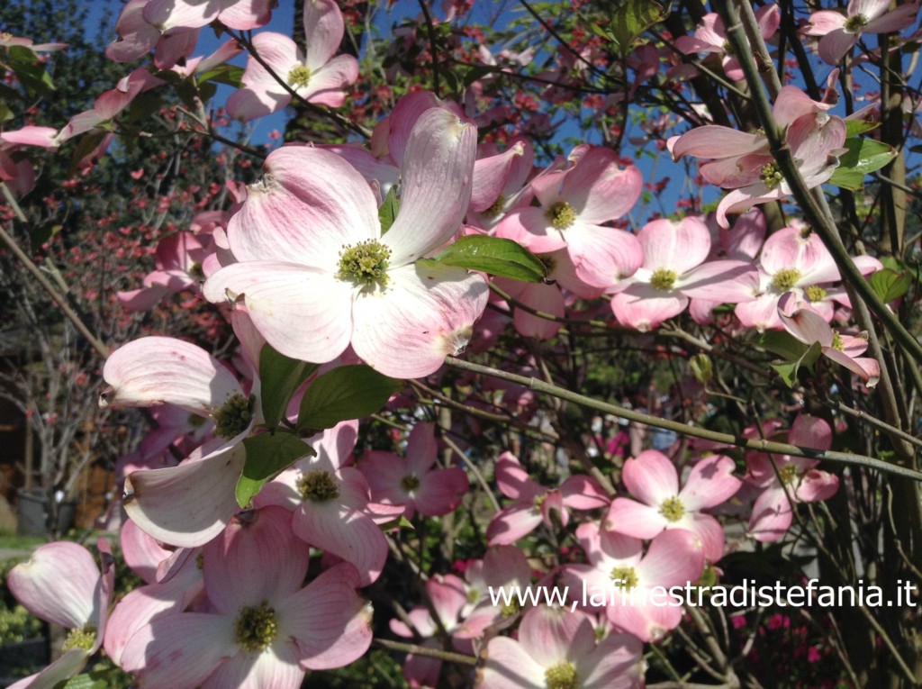 arbusti dai fiori rosa ad aprile, cornioli